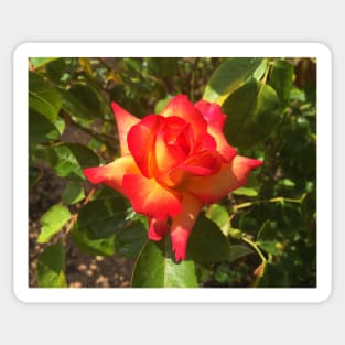 Exposition Park Rose Garden Study 2 Sticker